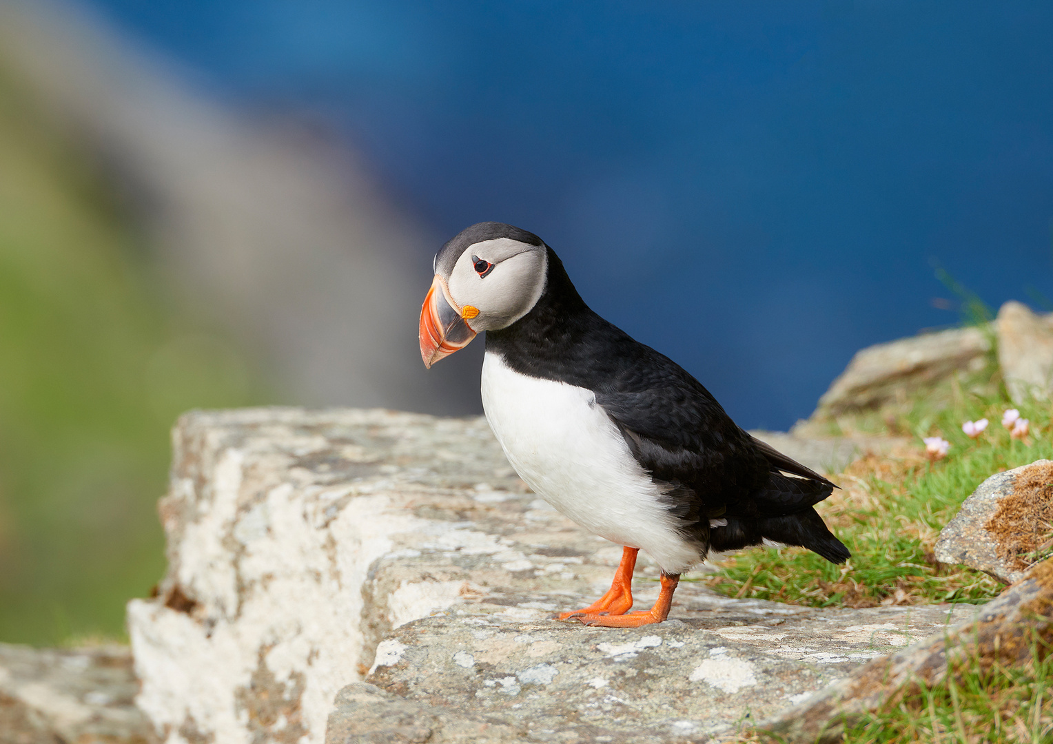 I am a poor lonesome puffin...