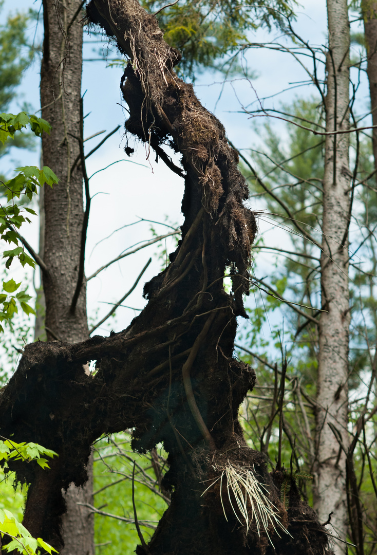 I Am An Ent