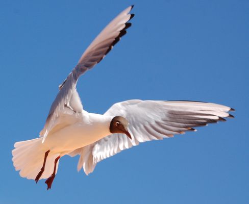 I am braken and landing