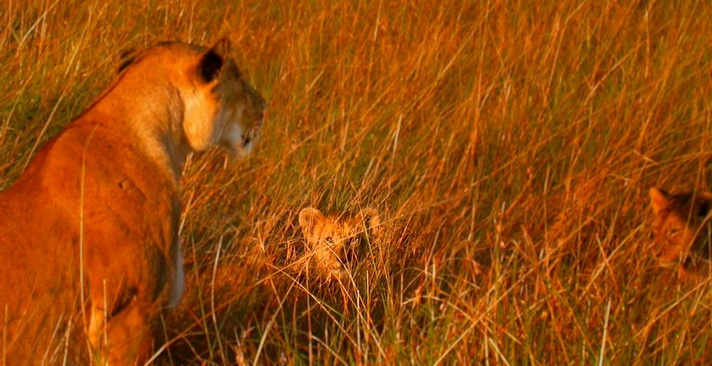 I am dreaming of come back to Massai Mara 03 von bluesky61 