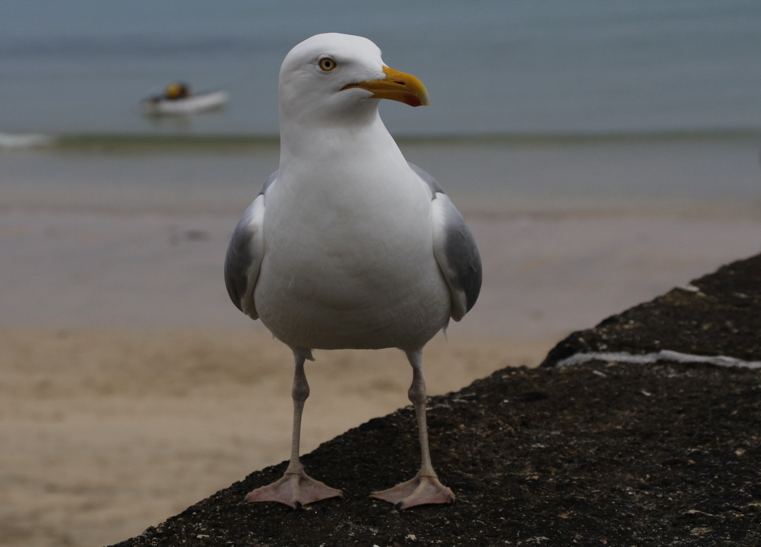 I am not a Möwe but a seagull !