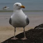 I am not a Möwe but a seagull !