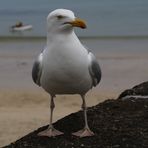 I am not a Möwe but a seagull !