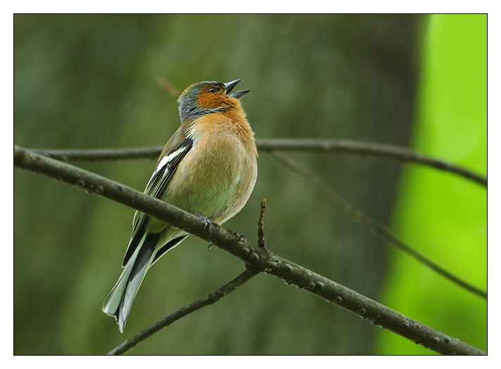 I am Singing on the rain..