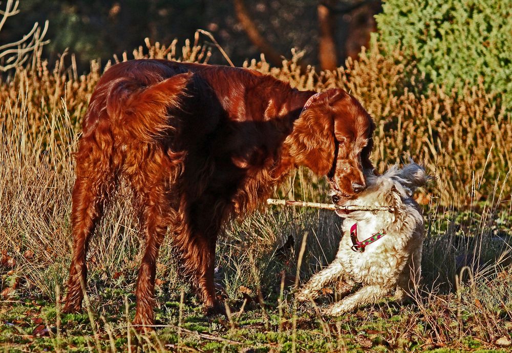 - I am small, but I am not afraid of you !!!