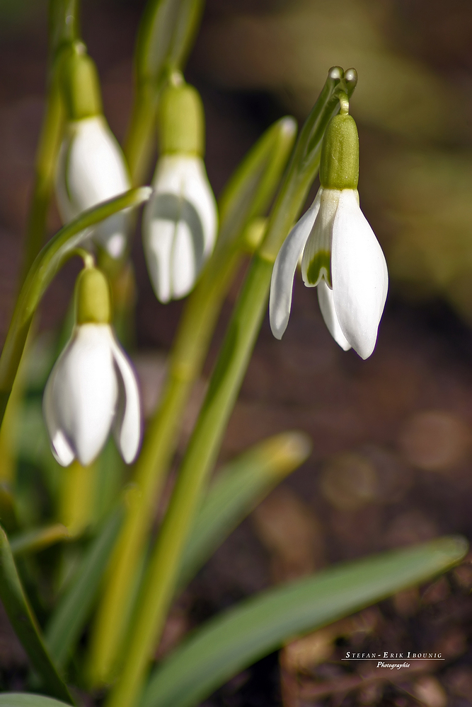 "I am the Spring"