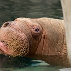 I am the walrus ...