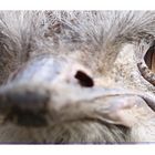 I am watching u (Tierpark-AC)