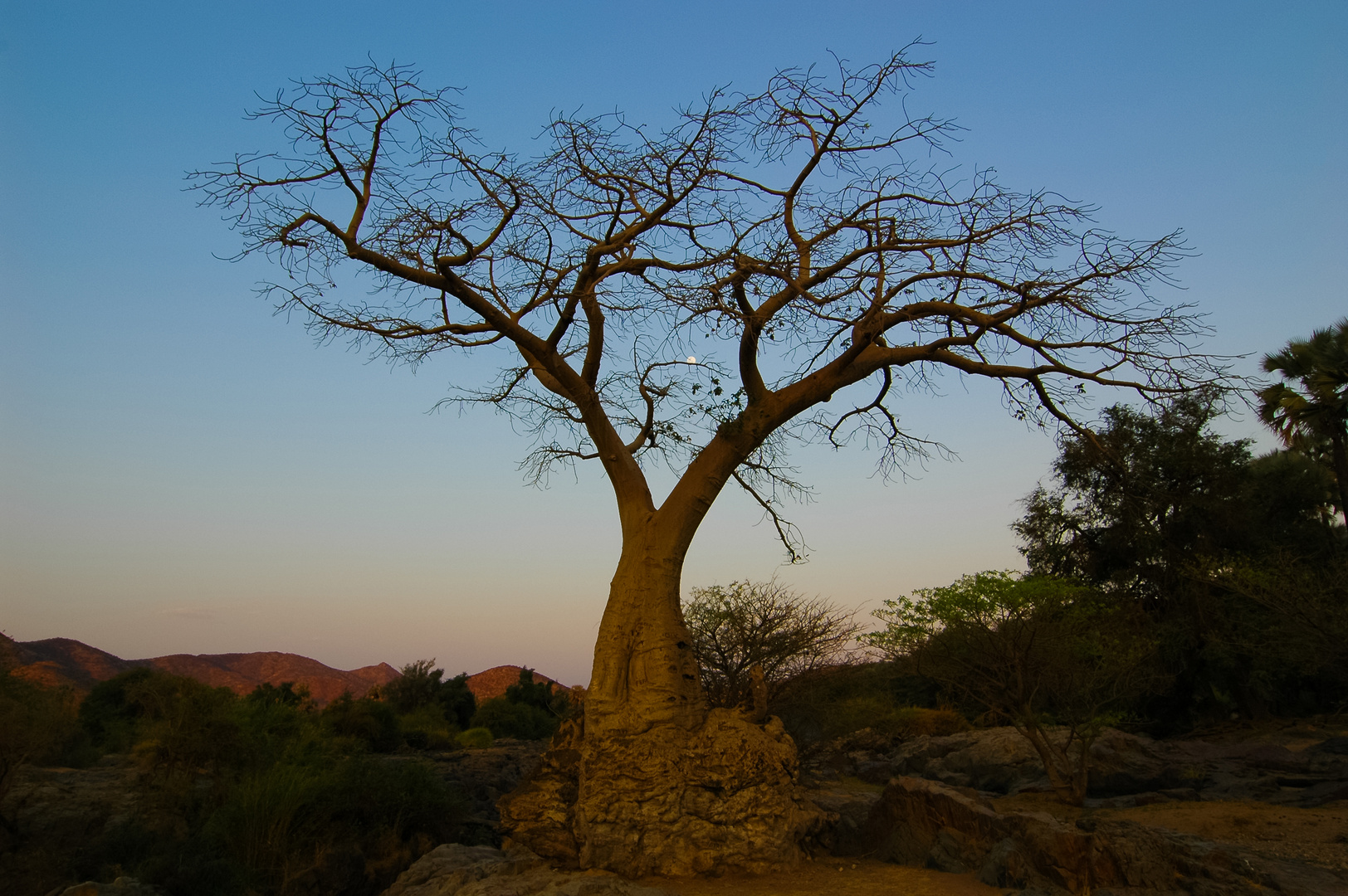 `I´ Baobab tree `I´