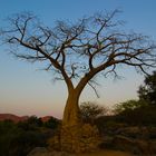 `I´ Baobab tree `I´