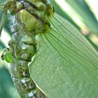 (I) Bei der Flügelentwicklung der frisch geschlüpften Blaugrünen Mosaikjungfer (Aeshna cyanea) . . .