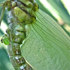 (I) Bei der Flügelentwicklung der frisch geschlüpften Blaugrünen Mosaikjungfer (Aeshna cyanea) . . .