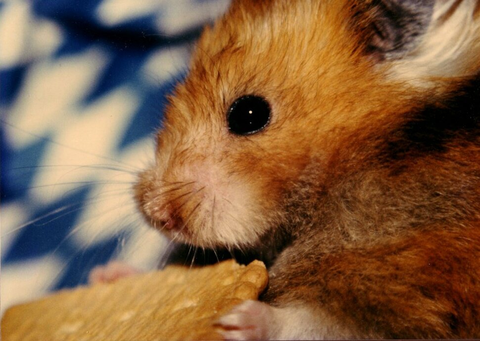 i bin a bayrischer Hamster