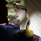 I Bonsai e la luce