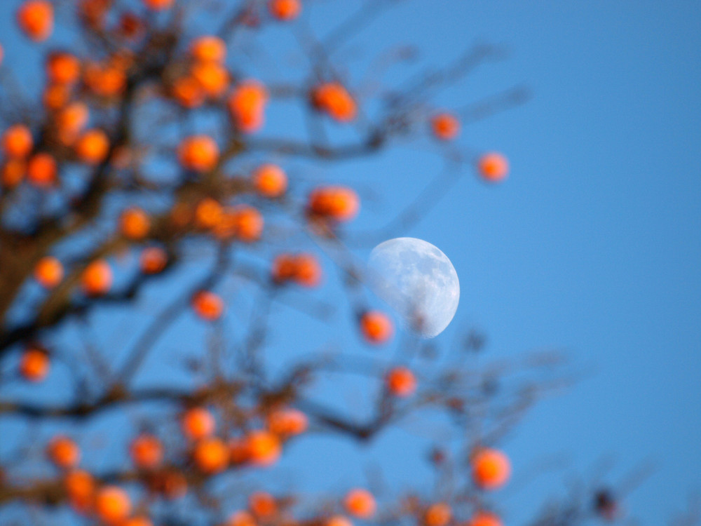 i cachi e la luna