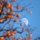 i cachi e la luna