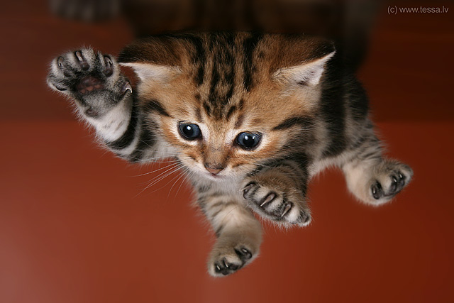 I can fly!!!!!!