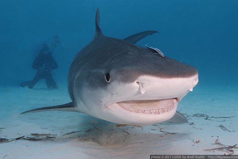 I can smile! (Galeocerdo cuvier)