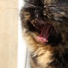 I can't stifle a yawn, sorry!