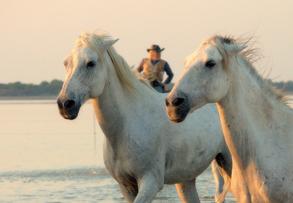 I cavalli bianchi della Camargue 10