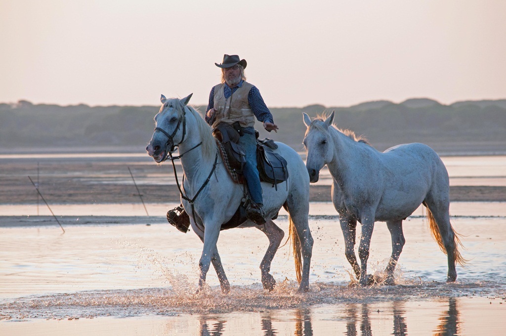 I cavalli bianchi della Camargue