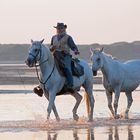 I cavalli bianchi della Camargue