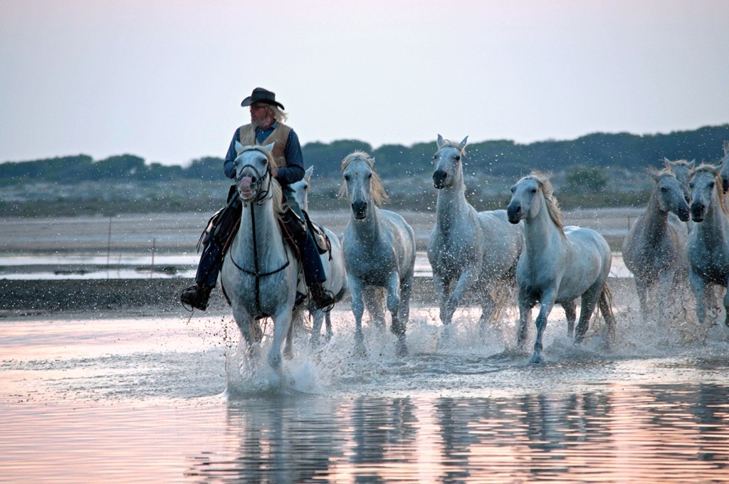 I cavalli bianchi della Camargue 3