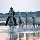 I cavalli bianchi della Camargue 3