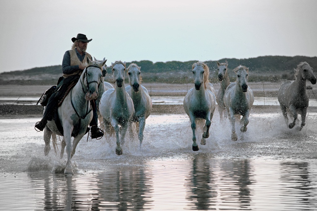 I cavalli bianchi della Camargue 4