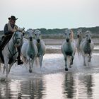 I cavalli bianchi della Camargue 4