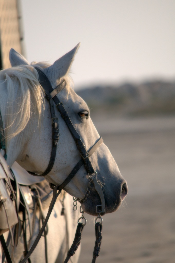 I cavalli bianchi della Camargue 6