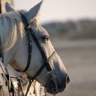 I cavalli bianchi della Camargue 6