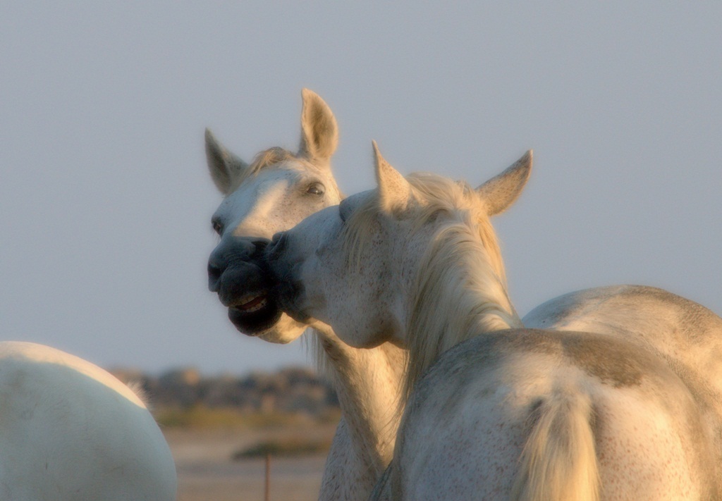 I cavalli bianchi della Camargue 7