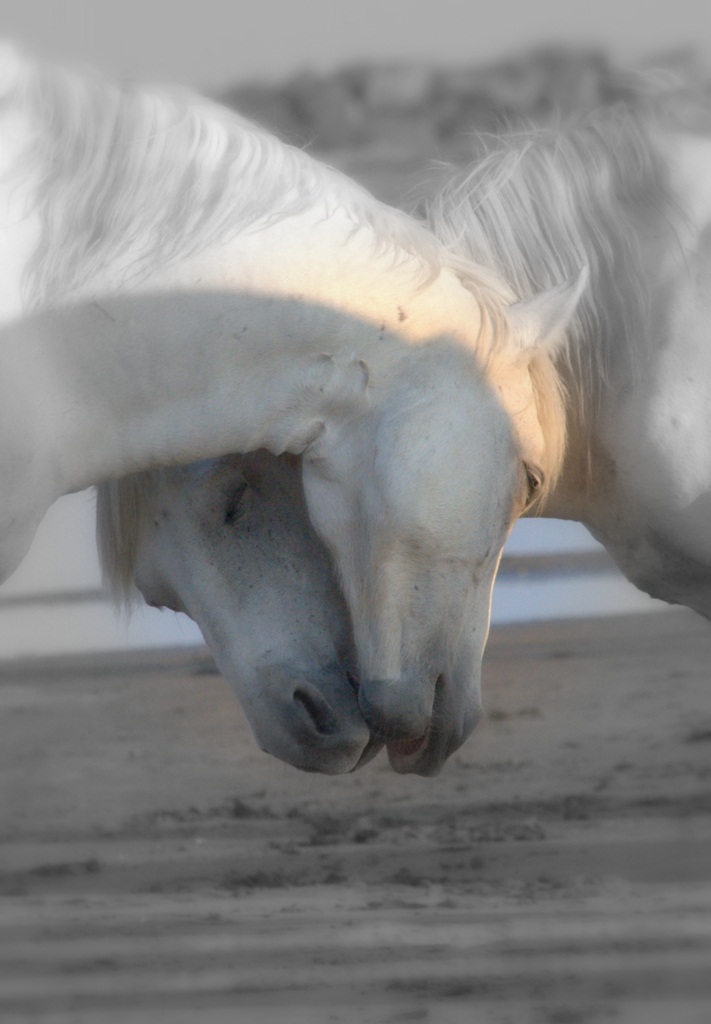 I cavalli bianchi della Camargue 8