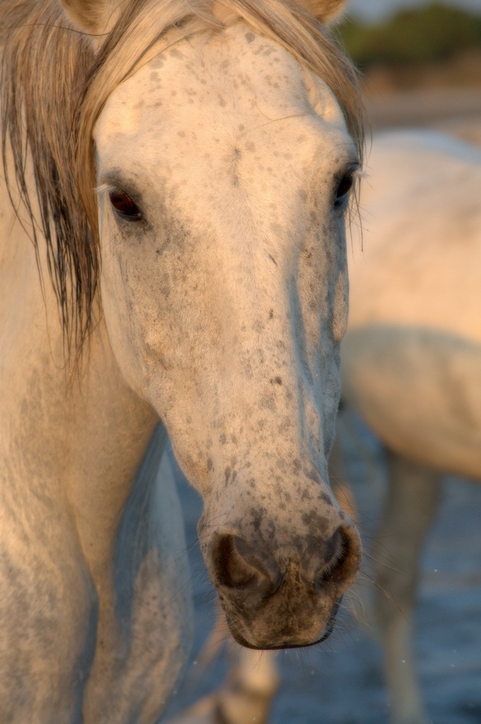 I cavalli bianchi della Camargue 9