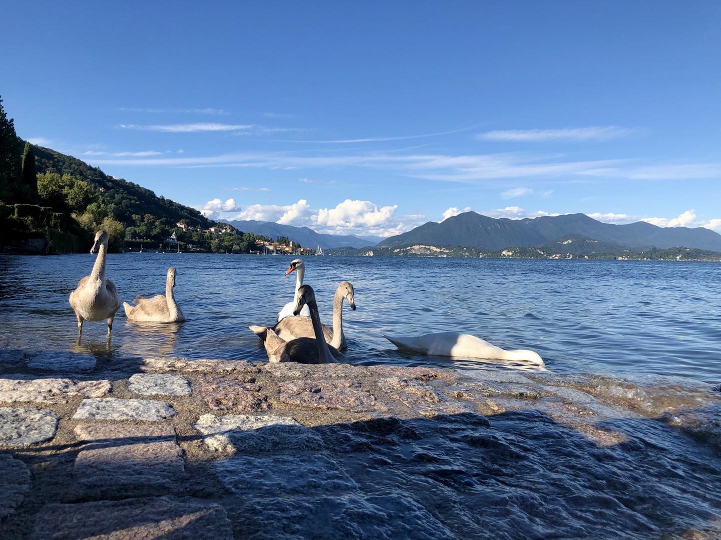 I cigni del Lago Maggiore