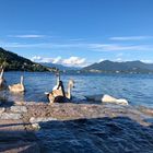 I cigni del Lago Maggiore