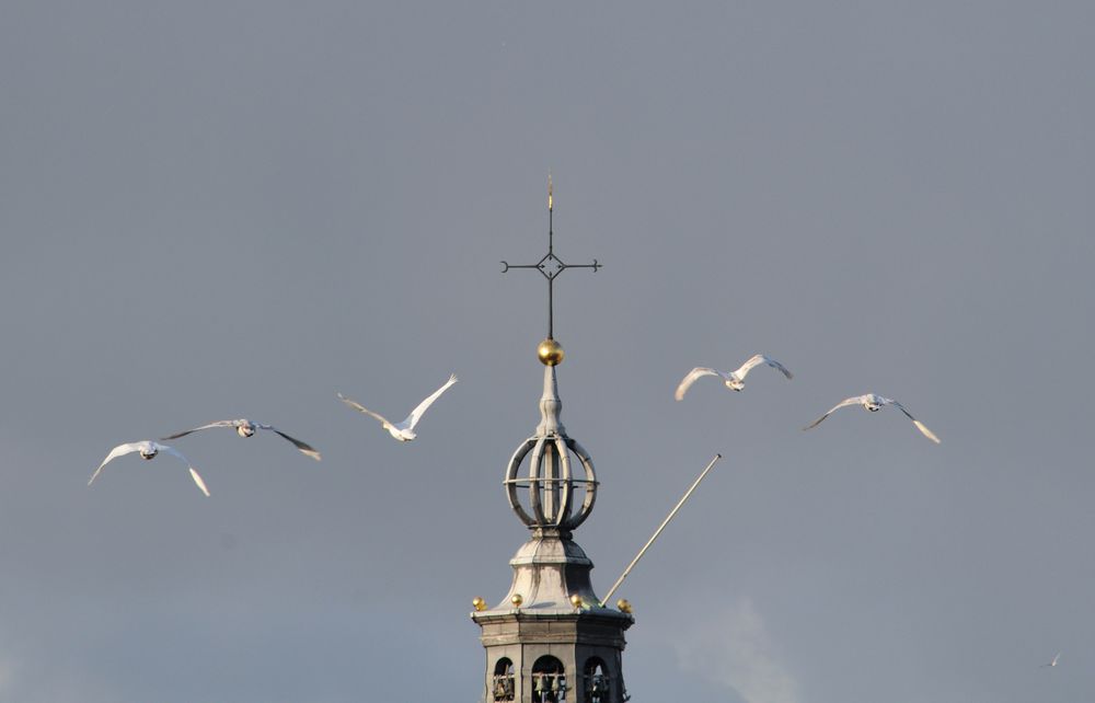 I cigni di Amsterdam