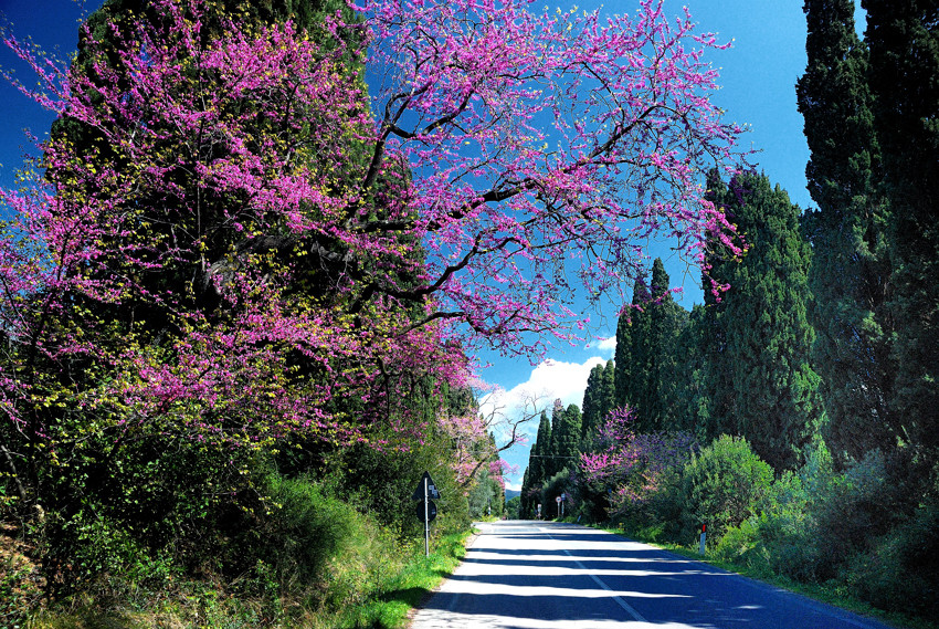 I CIPRESSI DI BOLGHERI A PRIMAVERA