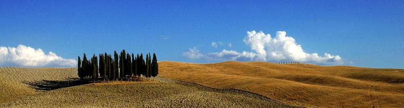 i cipressi più fotografati in Toscana