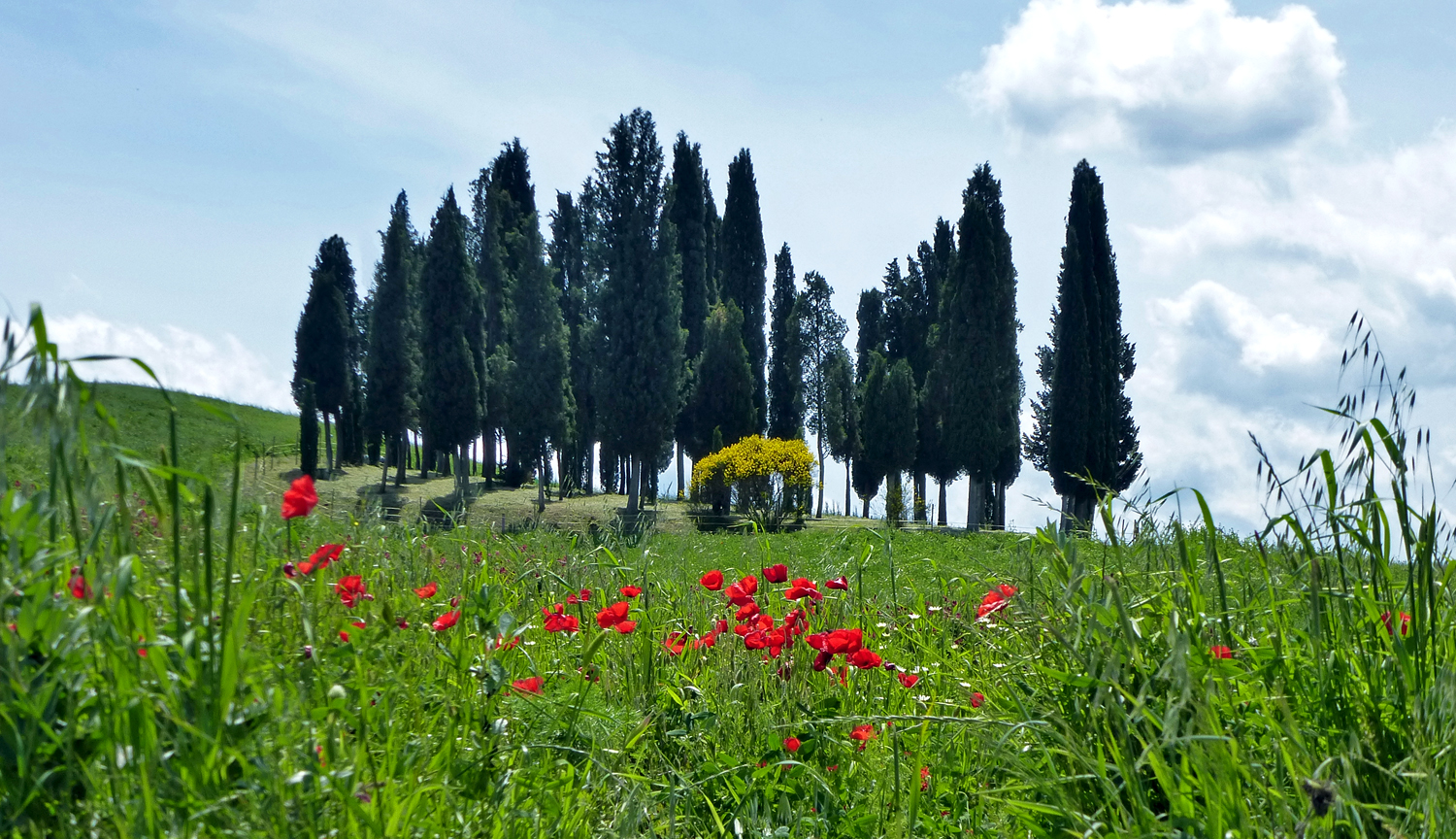 I CIPRESSINI DI SAN QUIRICO