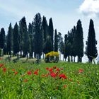 I CIPRESSINI DI SAN QUIRICO