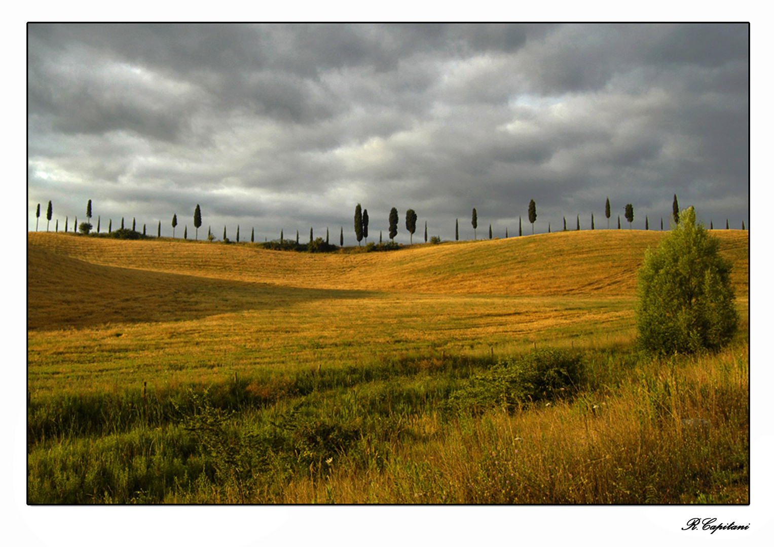 I cipresssi del Mannello