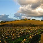 i colli di bolgheri 5