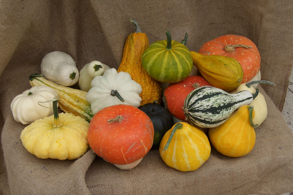 I colore della zucca