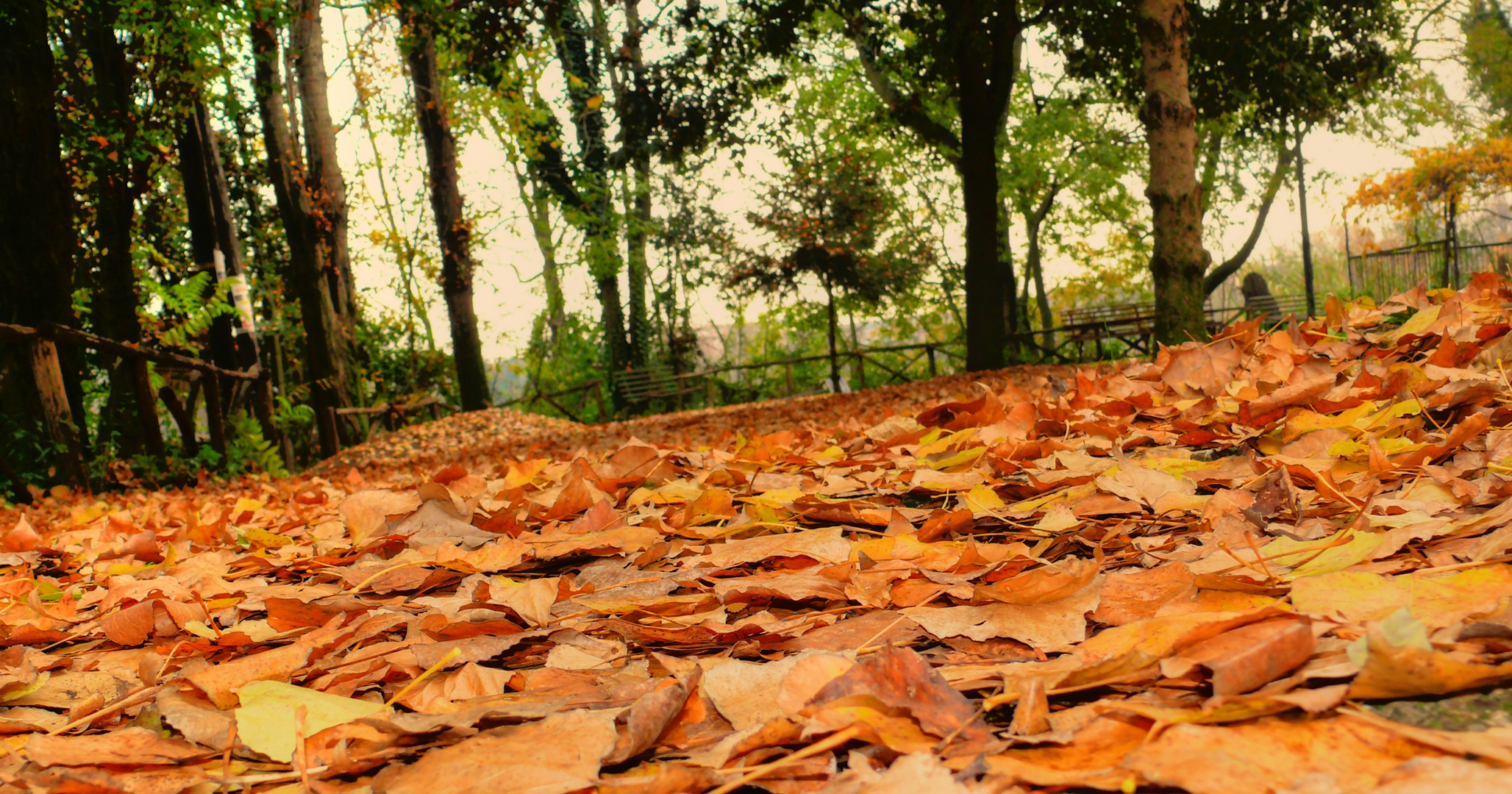 i colori d' autunno!