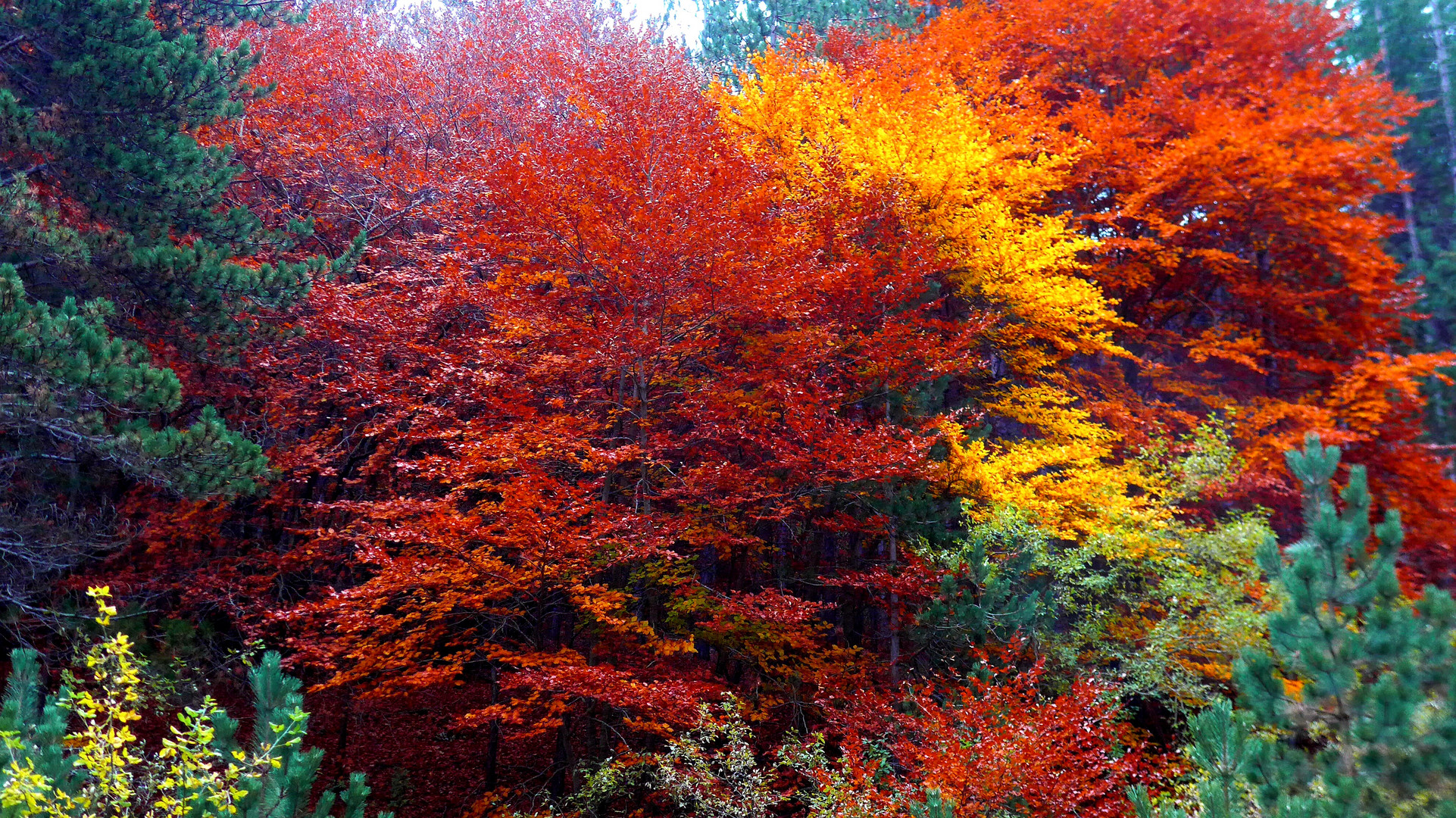 I colori d'Autunno