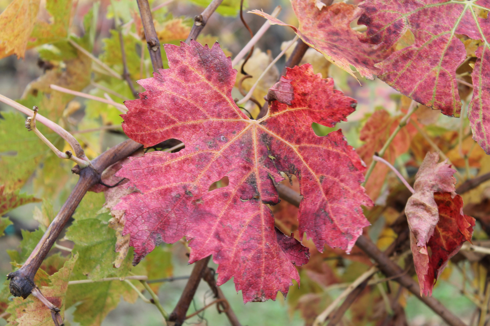 I colori d'autunno