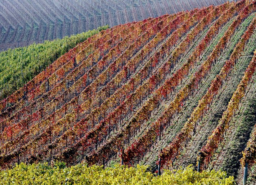 i colori del autunno langarolo