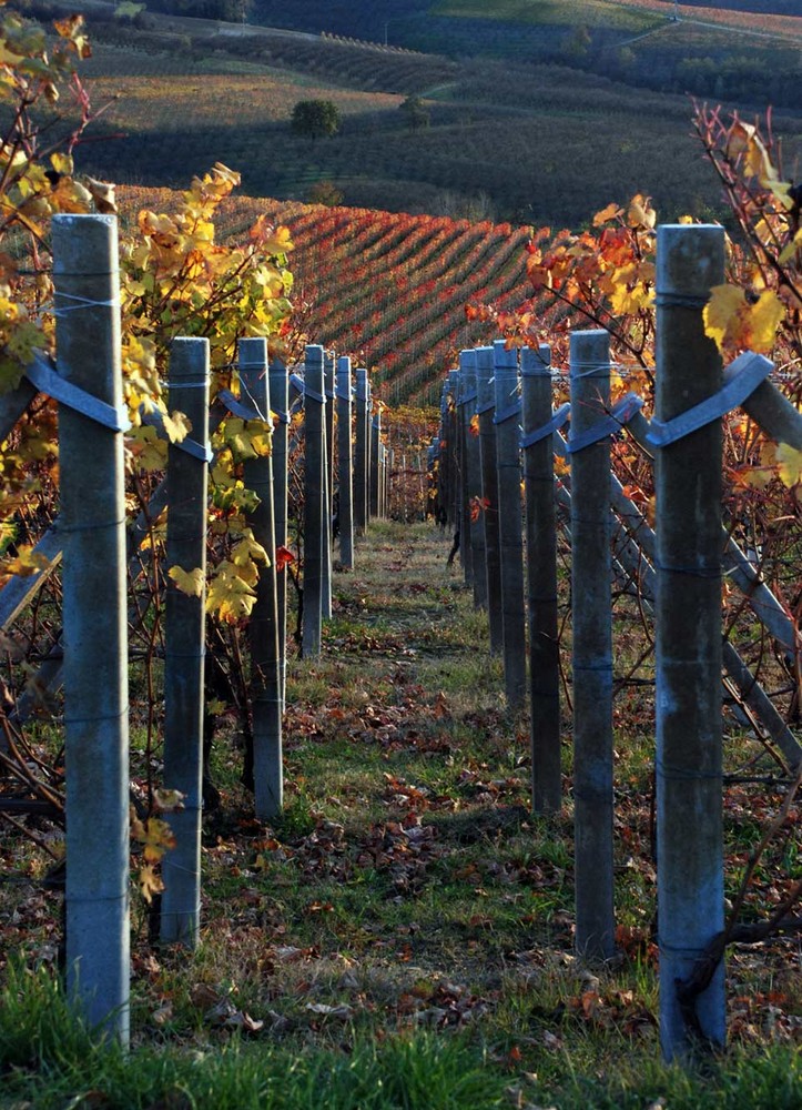 i colori del autunno langarolo 2